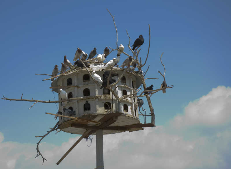 白色鸽笼和鸽子特写