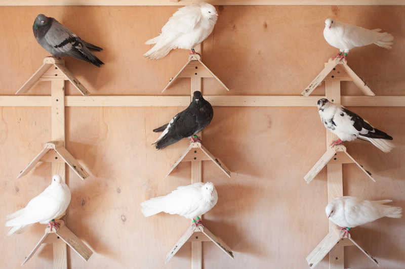 站在鸽巢里的不同颜色的鸽子