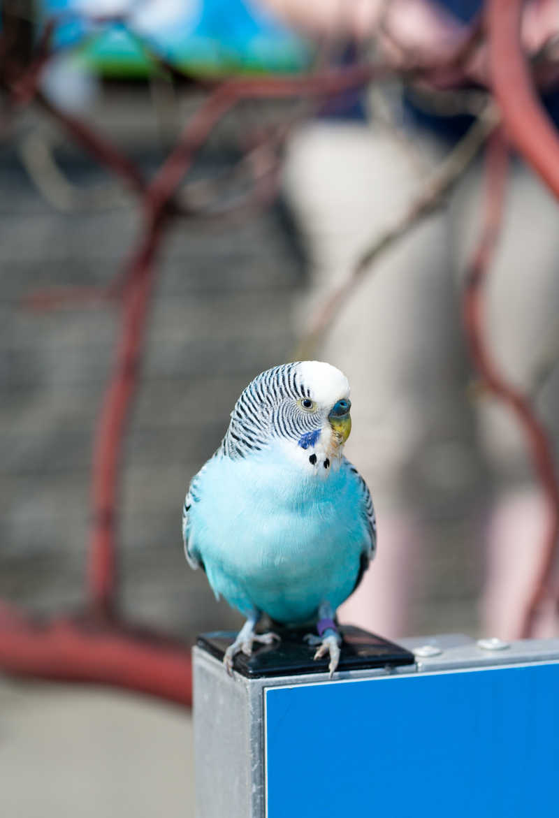 可爱的蓝色羽毛小鹦鹉