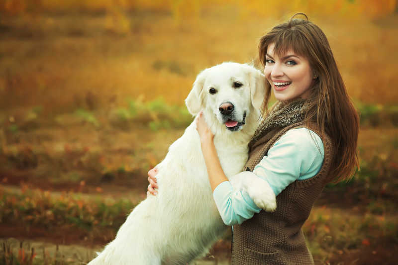 拉布拉多和她的美女主人一起玩耍