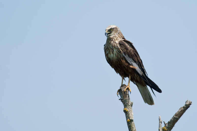 树枝上的沼泽鹞