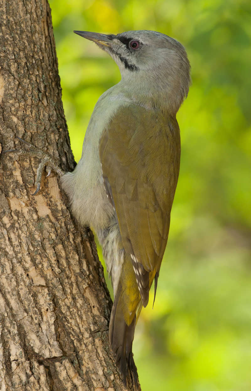 树干上的灰色啄木鸟
