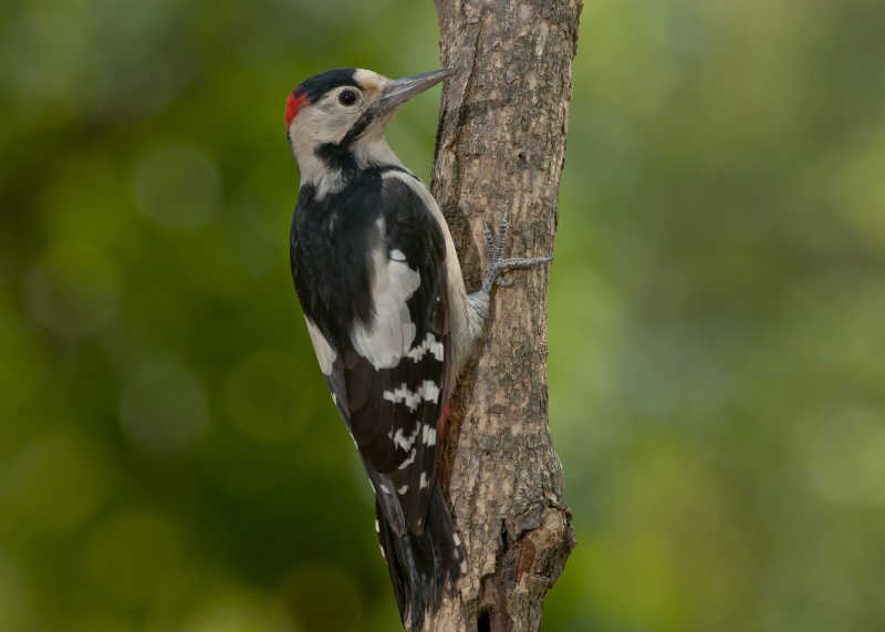停留在树干上的啄木鸟