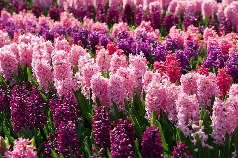 开满花园里的粉红色和紫色的风信子