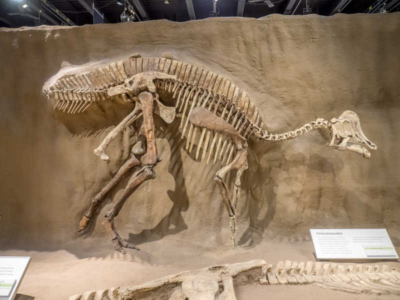 霸王龙头骨和牙齿化石特写