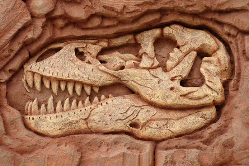 霸王龙头骨和牙齿化石特写
