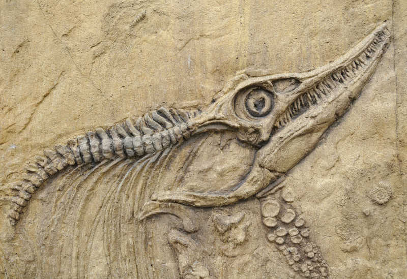 图片 创意图片 霸王龙头骨和牙齿化石特写系列 一 恐龙与动物的化石
