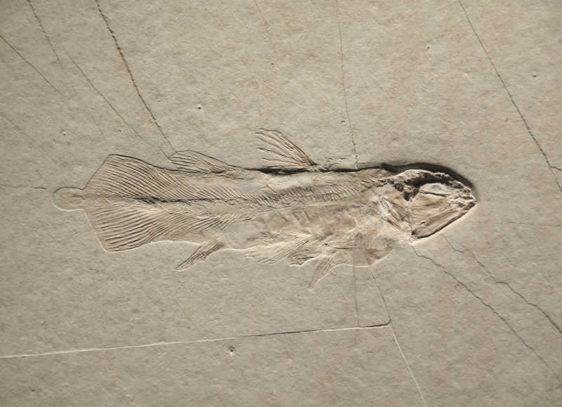 鱼类化石纹理填充图片
