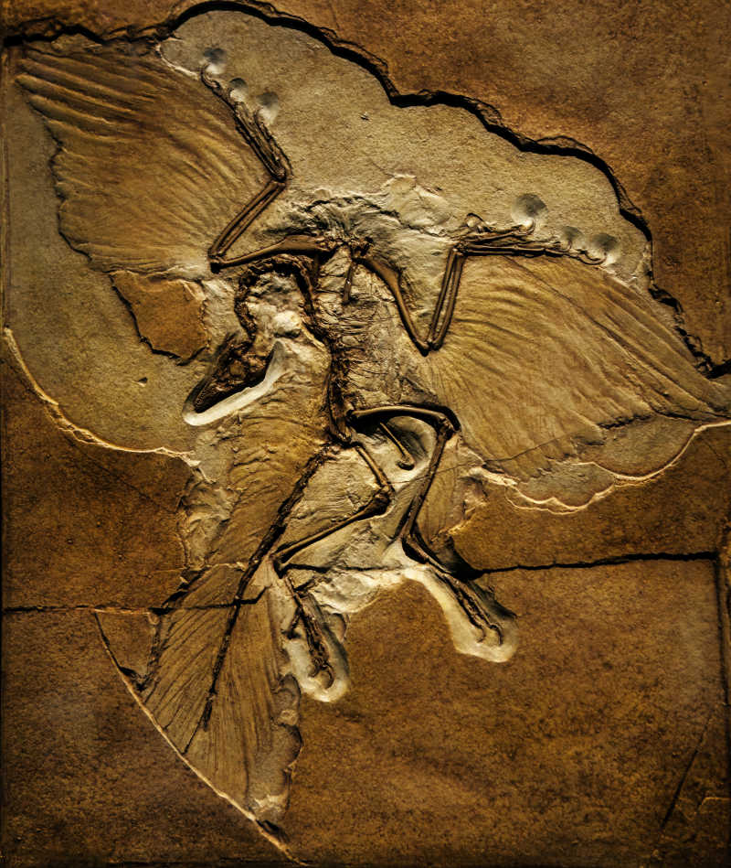 古魔翼龙化石图片