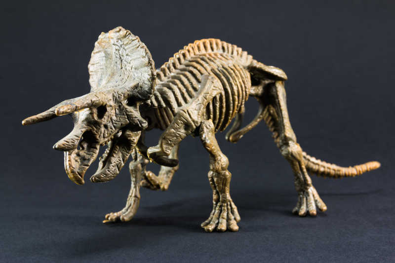 图片 创意图片 霸王龙头骨和牙齿化石特写系列 一 恐龙与动物的化石