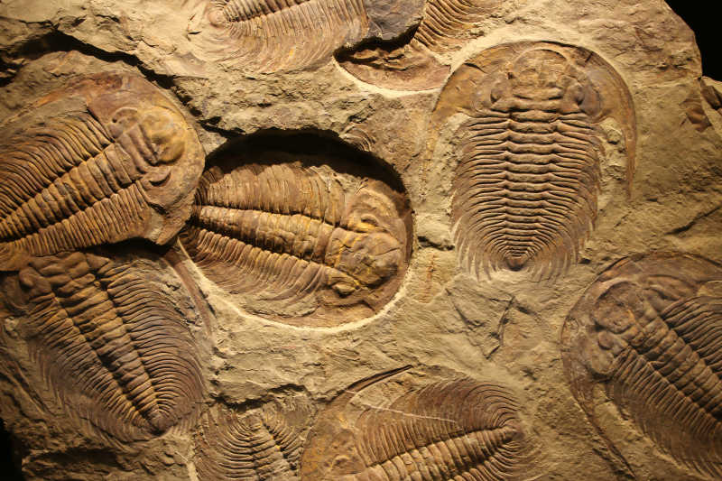 史前三叶虫化石特写
