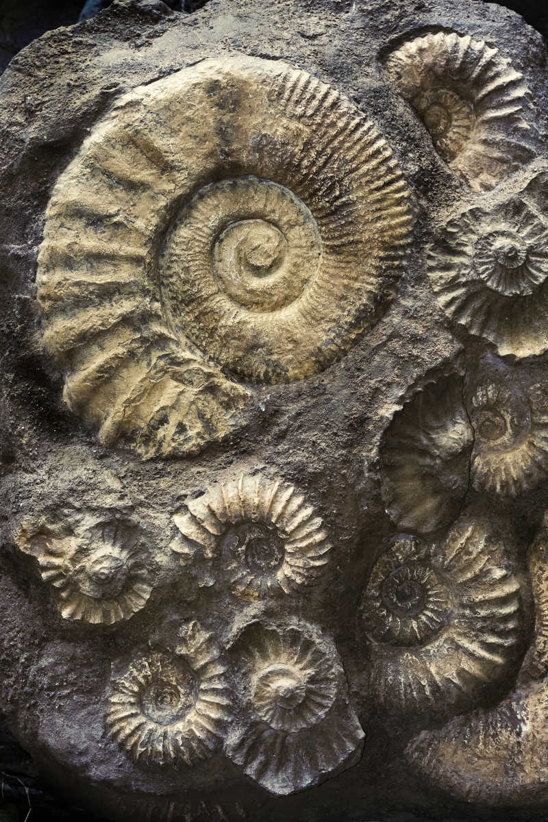 菊石化石生活环境图片