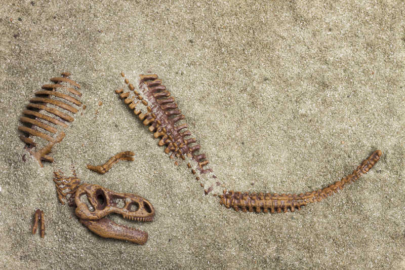 恐龙的骨头化石特写