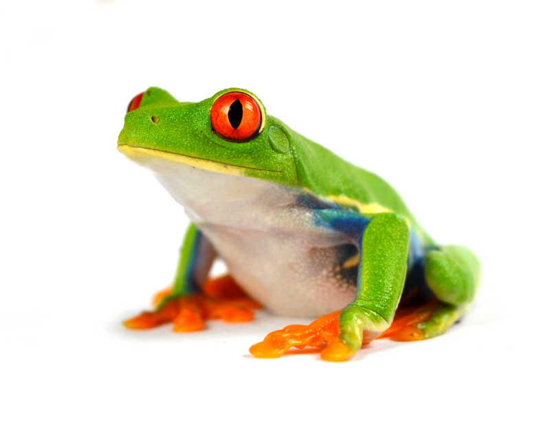 白色背景下的红眼树蛙