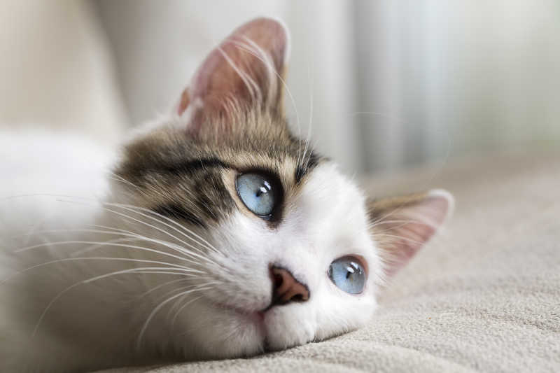 蓝色眼睛的可爱猫咪