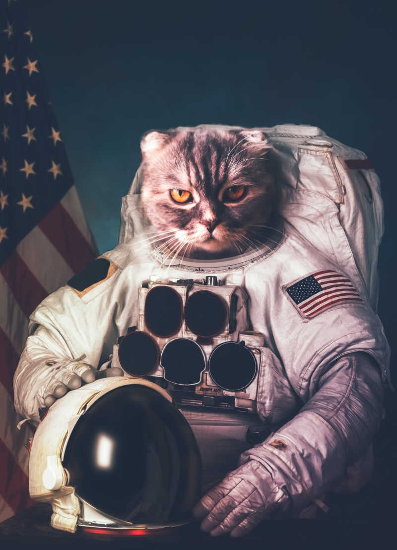 宇宙化猫图片