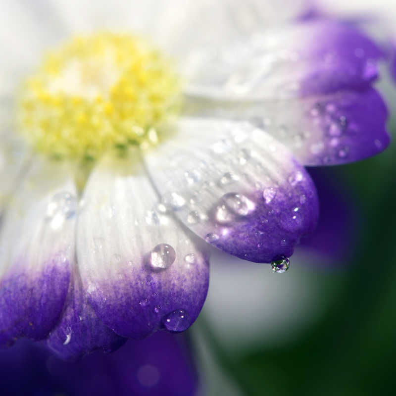 美丽的花朵上的露珠特写