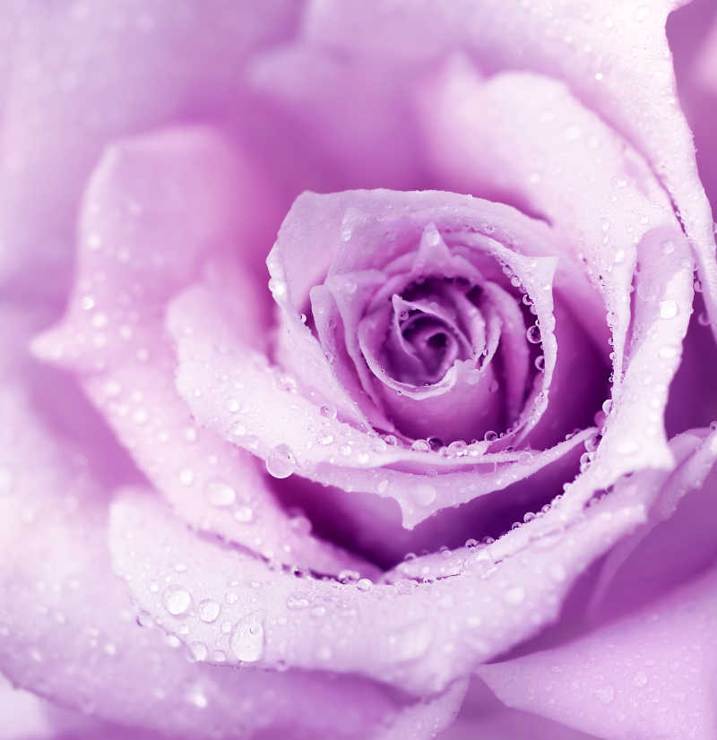 紫色湿玫瑰上的露水特写