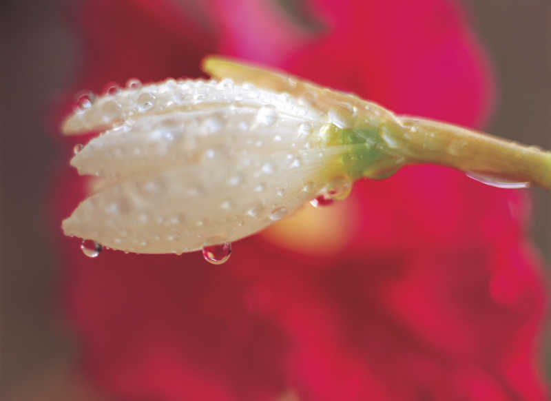 白花被露水包裹着