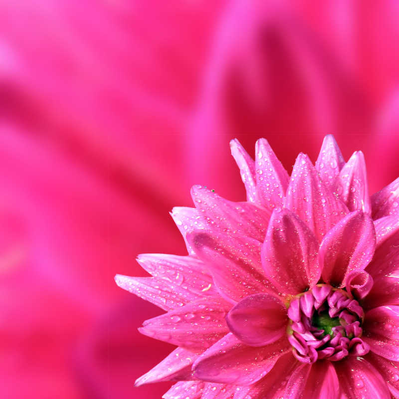 娇艳的大丽花特写