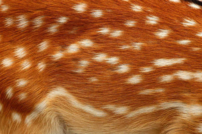 动物鹿的皮毛