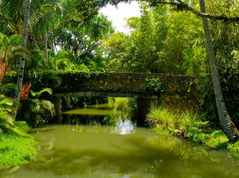 绿色热带丛林的小石桥