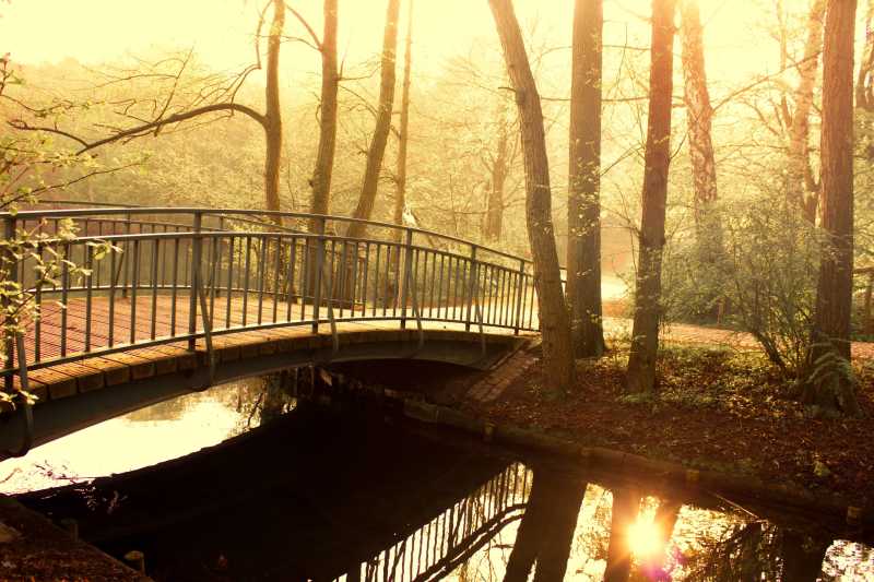 早晨阳光下树林中的小桥