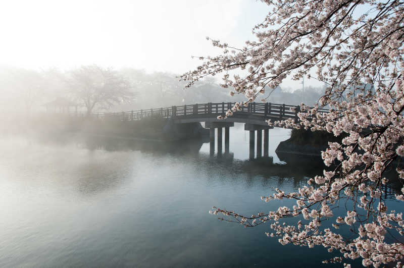 江边雾蒙蒙的樱桃树和桥