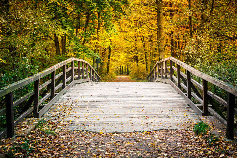 秋季公园落满树叶的木桥