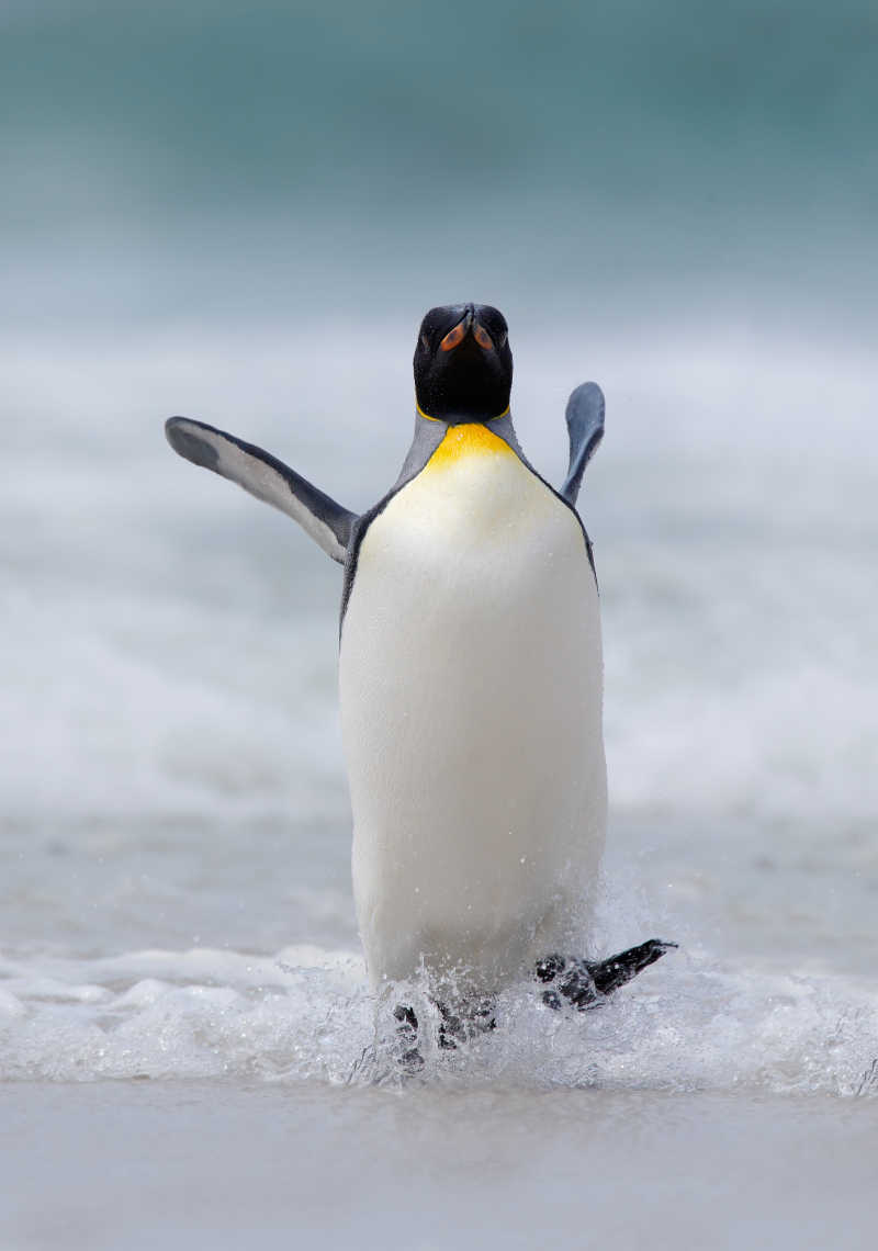 企鹅照片真实图片