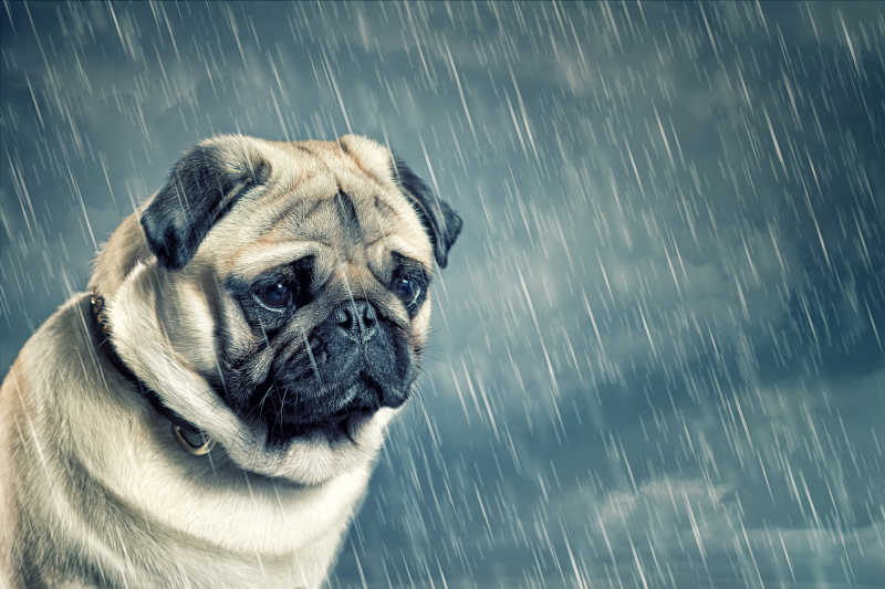 雨中的可爱哈巴狗