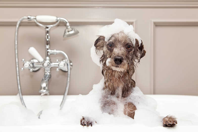 在白色的浴室里小狗洗澡弄出很多泡沫