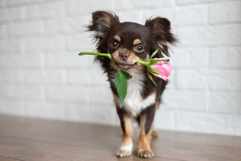 狗扶墙叼玫瑰花表情包图片