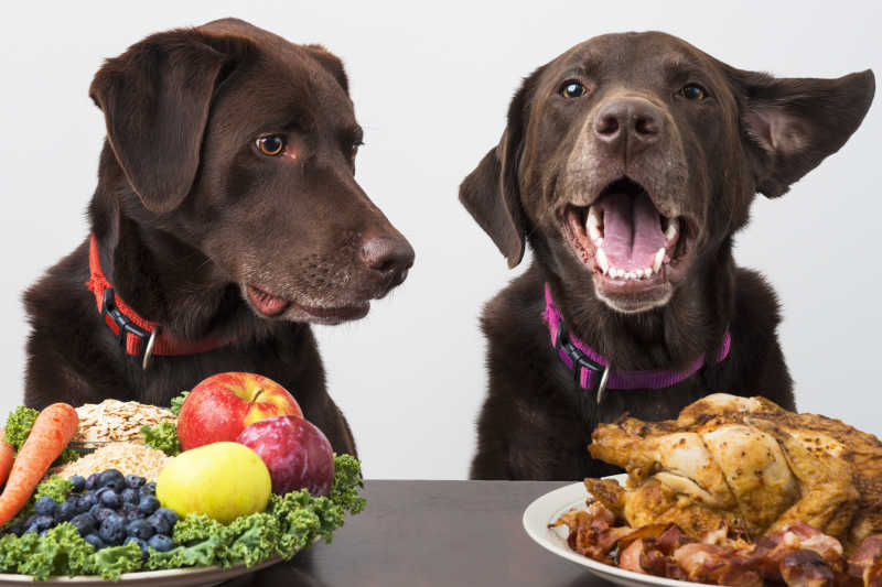 白色背景下两只棕色狗狗的不同饮食