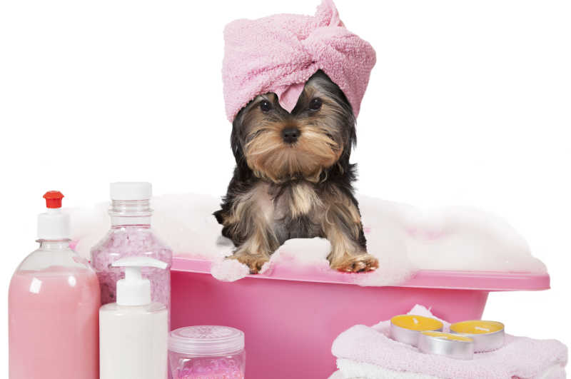 白色背景下沐浴中的狗狗带着粉色的毛巾
