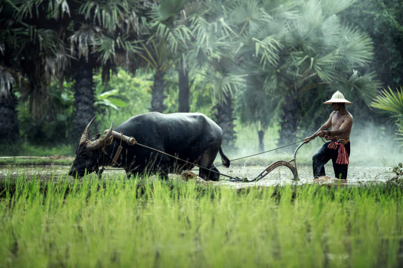 绿色的山林中农民牵着泰国水牛在耕作