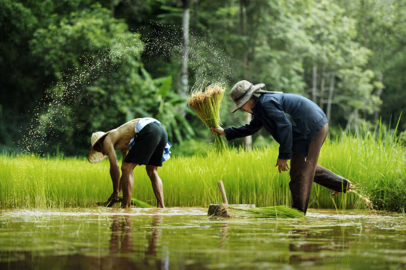 亚洲农民在绿色的稻田里插秧