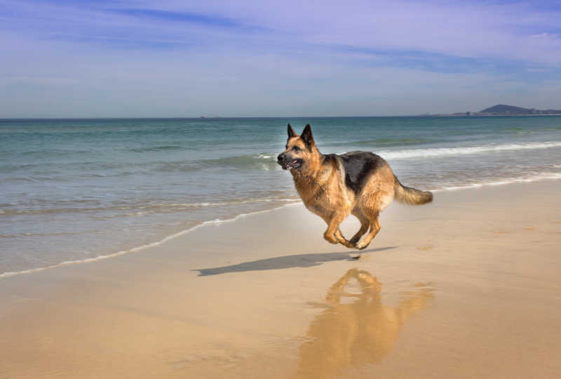 蓝天白云背景下在海滩边奔跑的德国牧羊犬