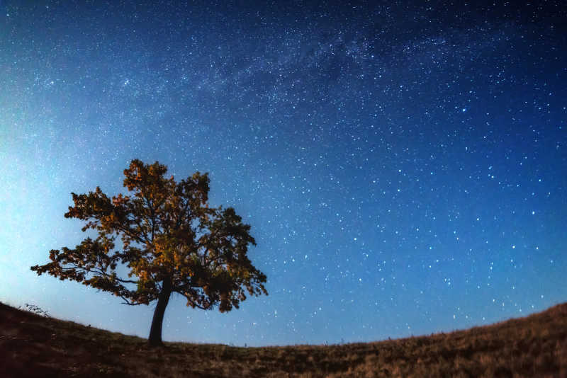 蓝色星空下的一棵树