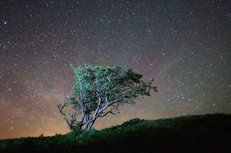 满天星空下的一棵树