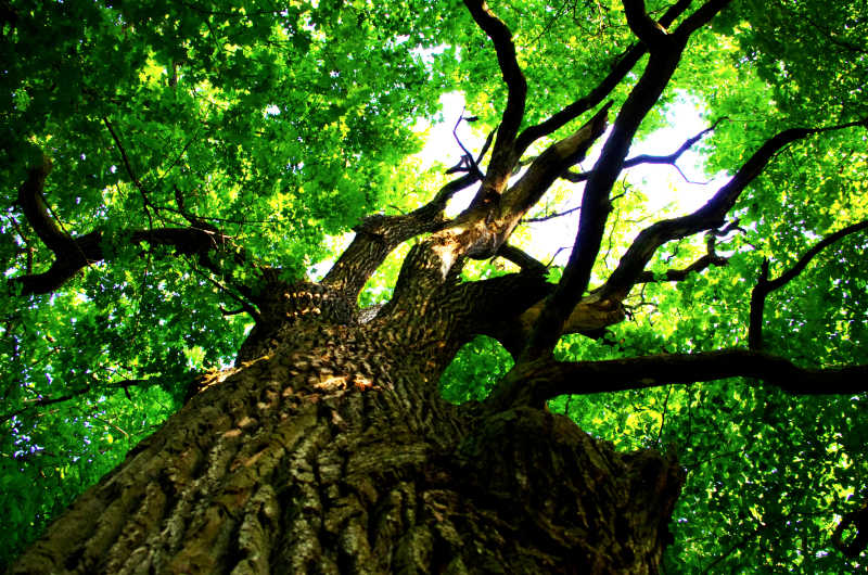 阳光透过橡树叶