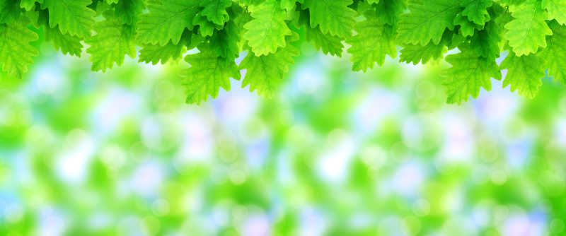 绿色的树叶图片 绿栎叶背景素材 高清图片 摄影照片 寻图免费打包下载