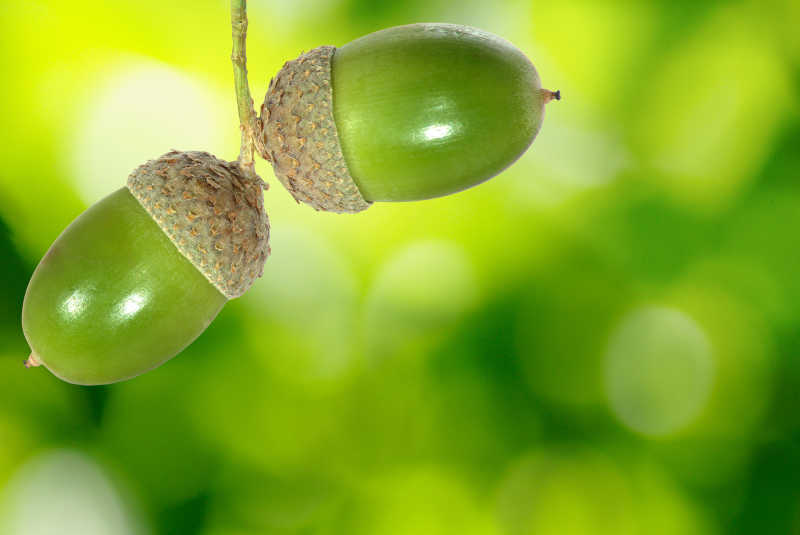 绿色背景下的橡子特写