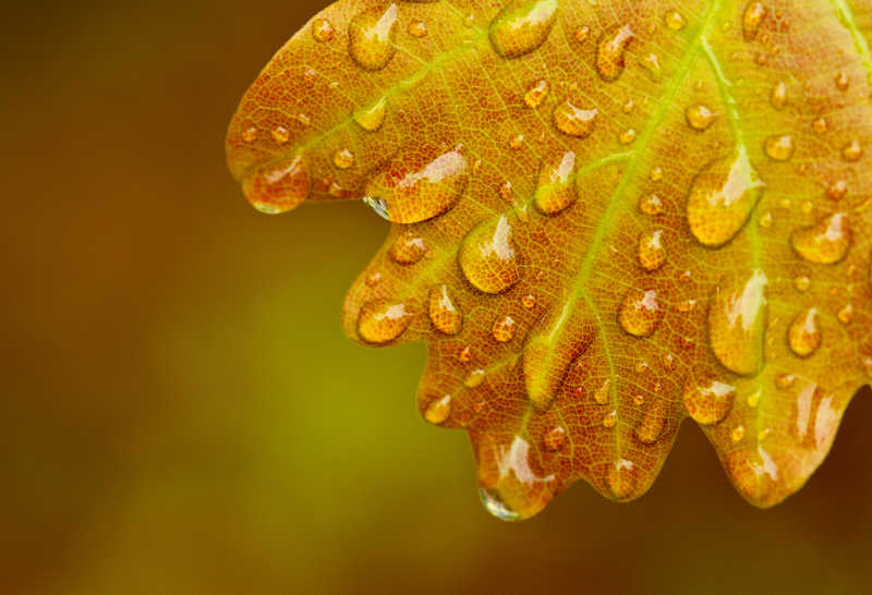 雨后的橡树叶特写