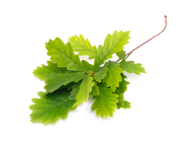 白色背景下的绿橡树叶