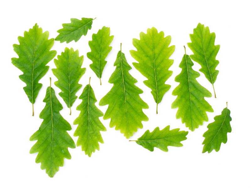 白背景绿橡树叶