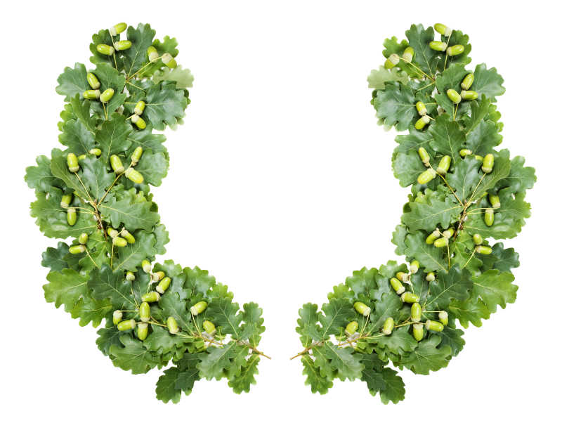 白底橡树叶的花环