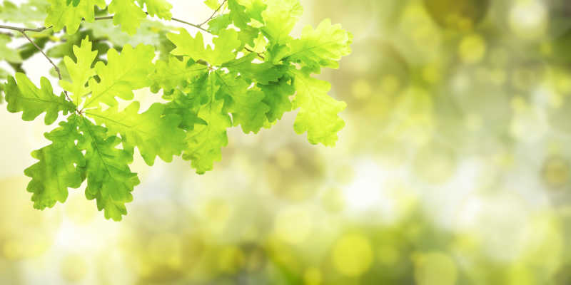 自然绿色夏季背景