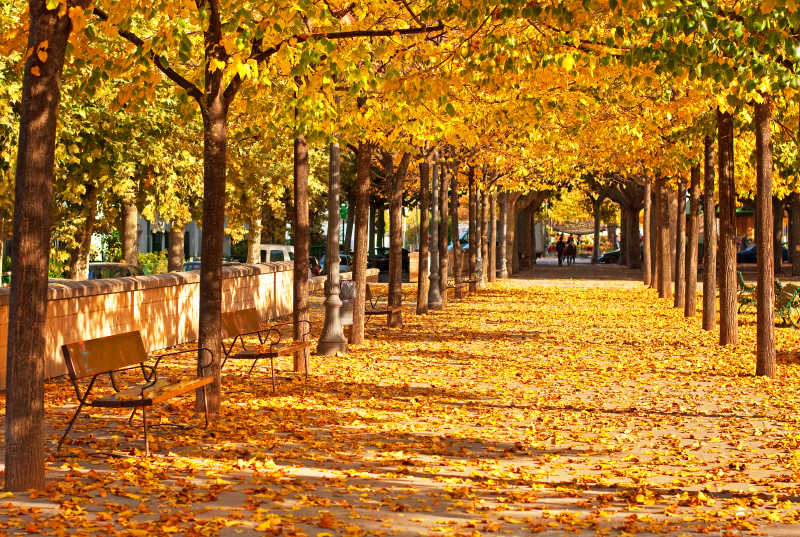 秋季公园的落叶