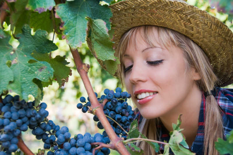 葡萄园里的金发女孩